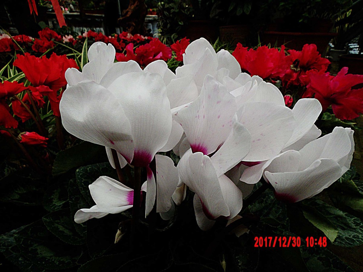 【AZ901】新年赏花——白