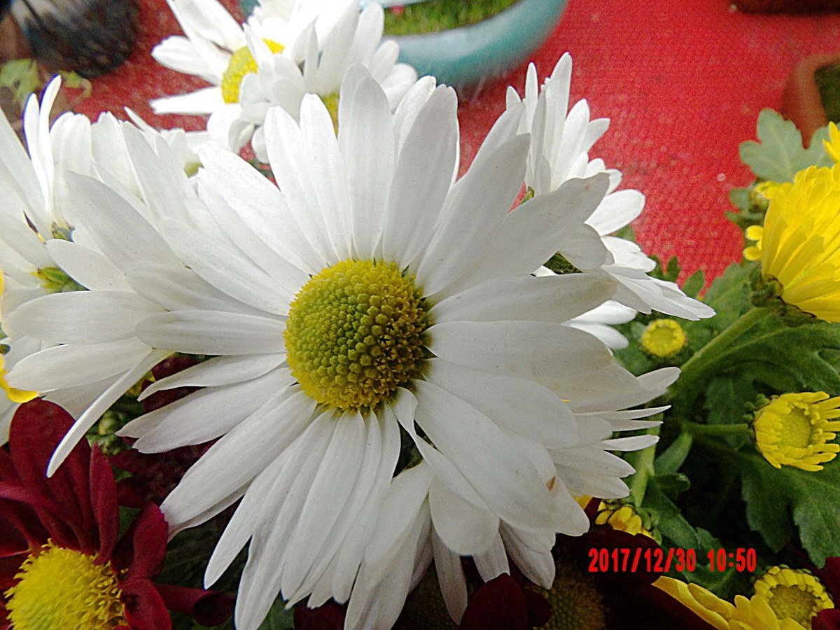 【AZ901】新年赏花——白