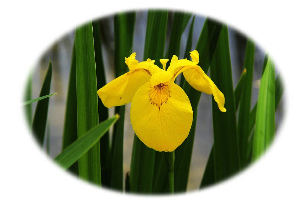 黄菖蒲