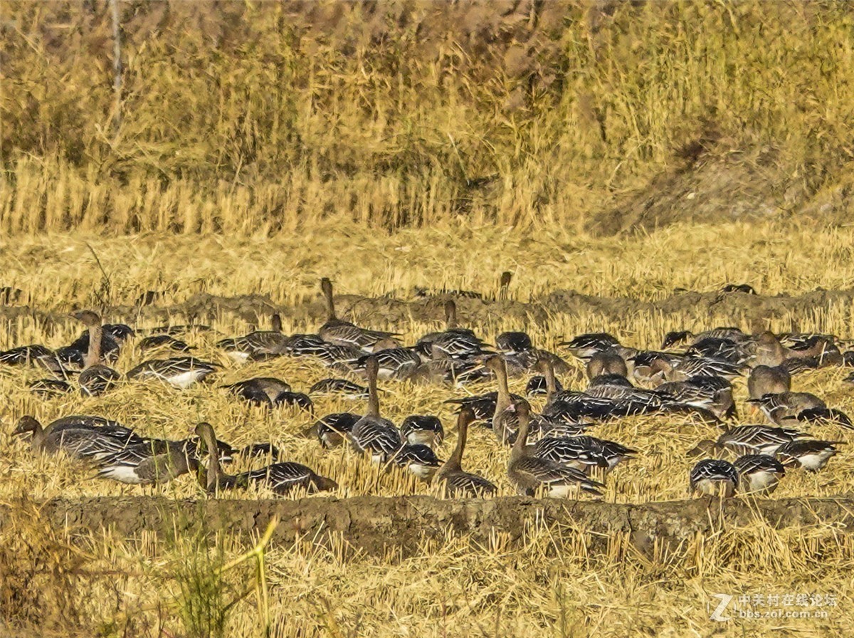 海日苏稻田里的大雁