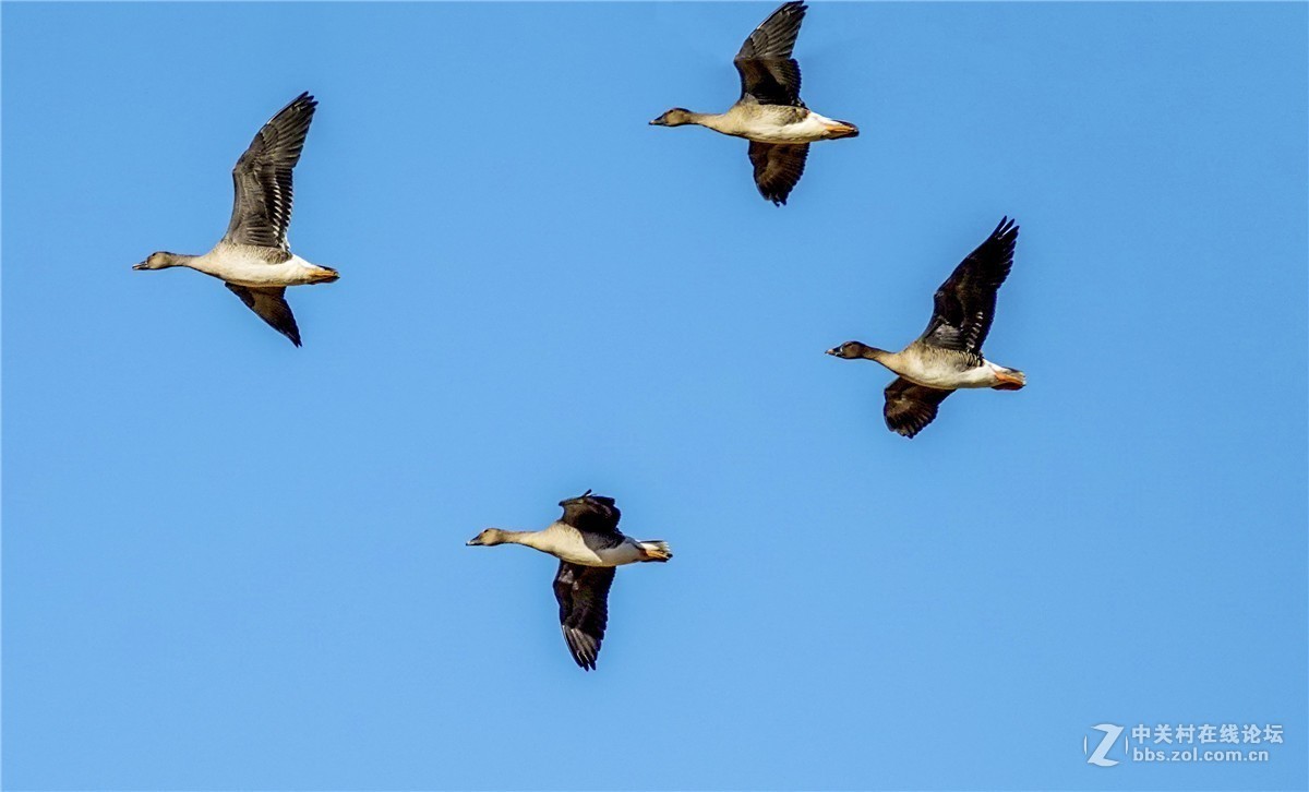 海日苏稻田里的大雁