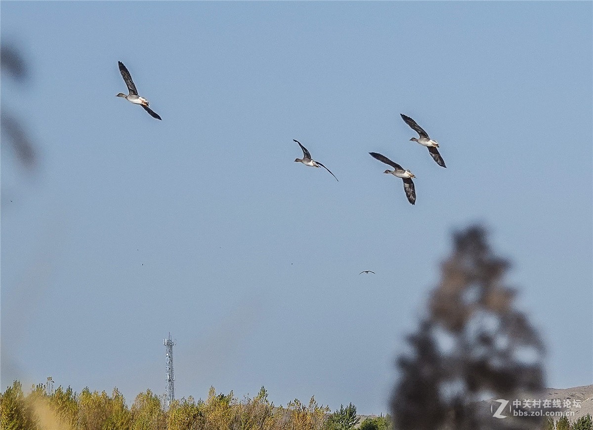 海日苏稻田里的大雁