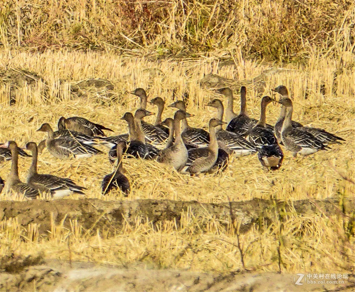 海日苏稻田里的大雁