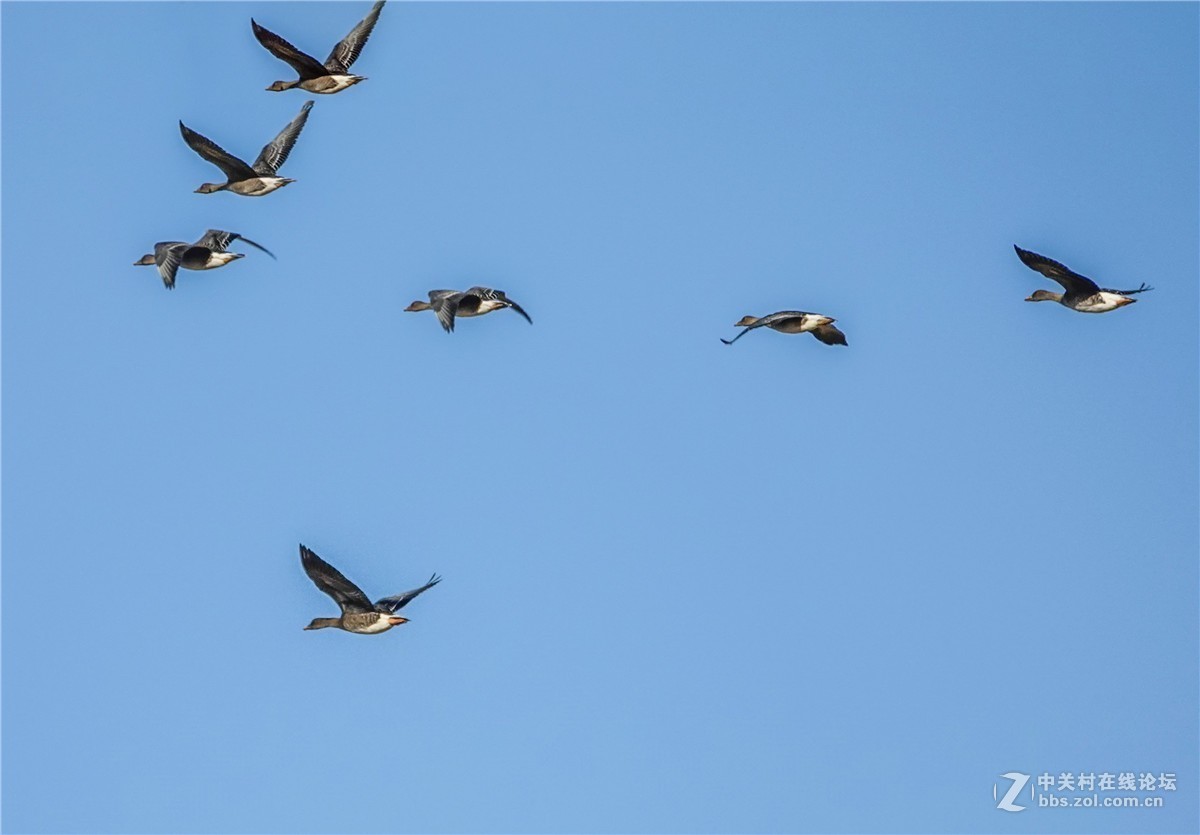 海日苏稻田里的大雁