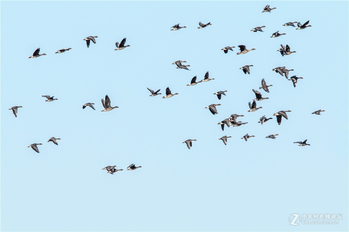 海日苏稻田里的大雁