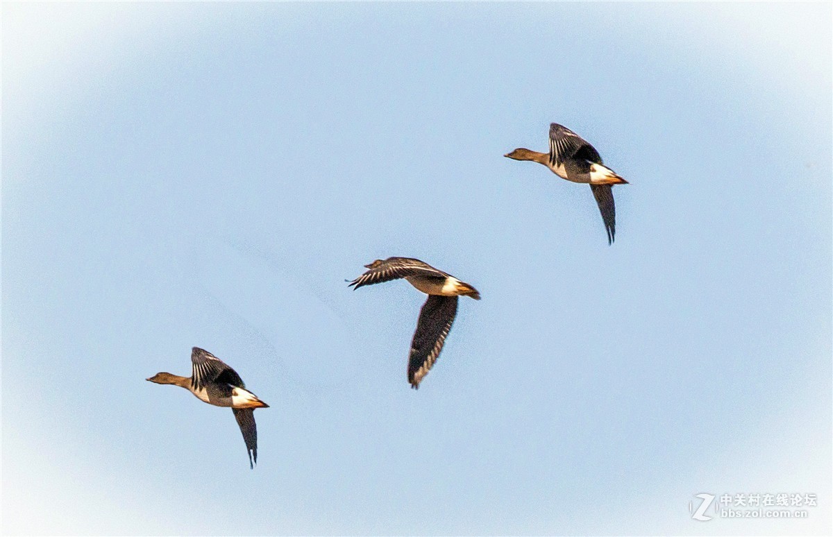 海日苏稻田里的大雁