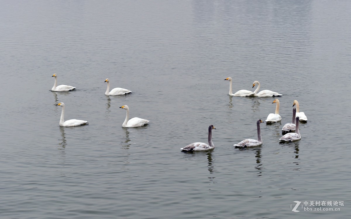 飞翔和嬉水的天鹅