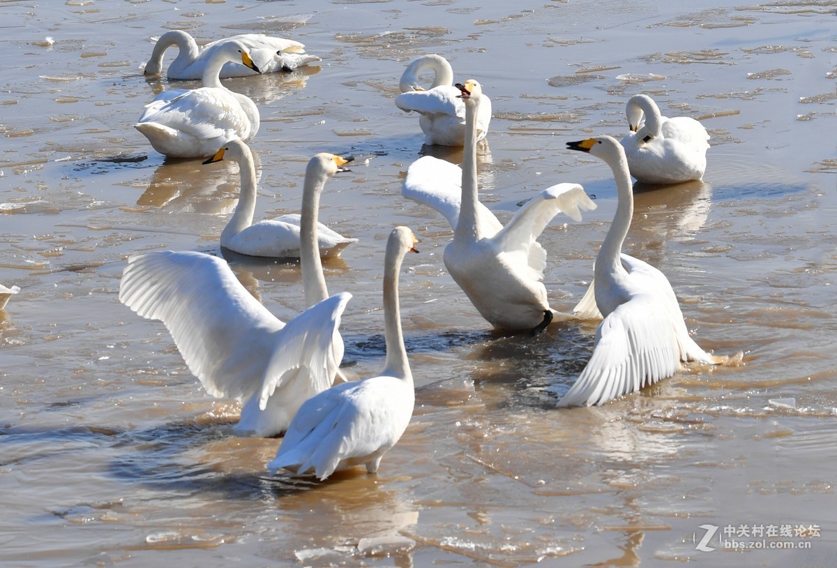 飞翔和嬉水的天鹅