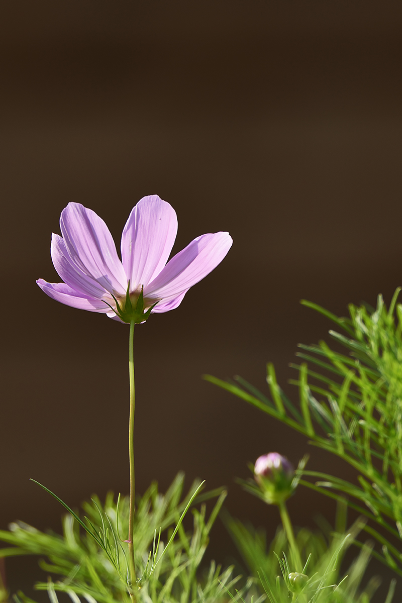 一组竖版格桑花