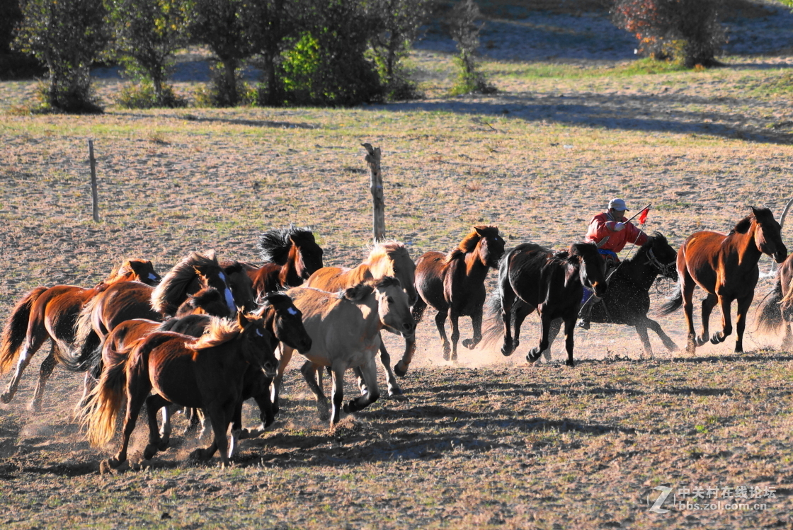 坝上之旅－奔马图