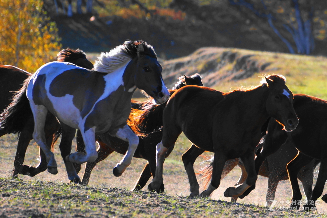 坝上之旅－奔马图