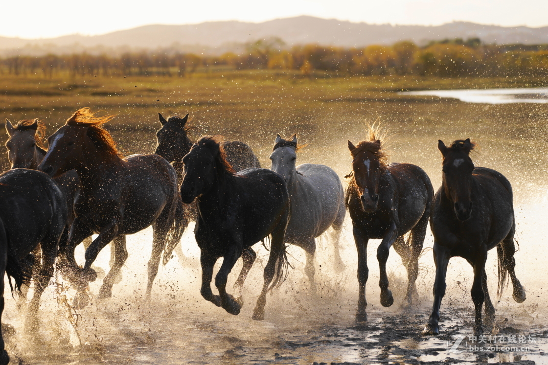 坝上之旅－奔马图