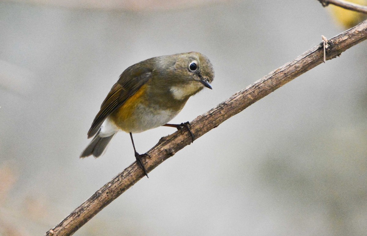 #版主坐堂# [尼康D7100星空(中国)] 2015年12月份部分精华作品总汇