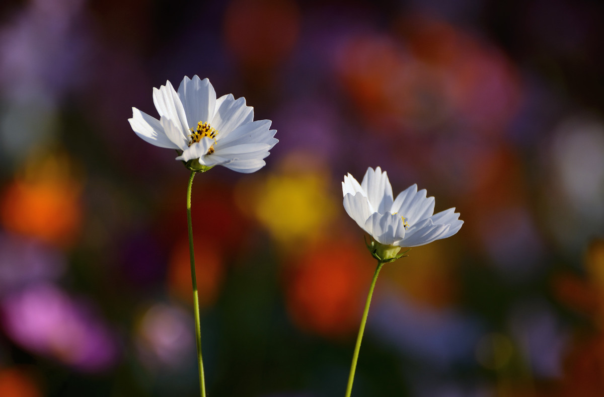 #版主坐堂# [尼康D7100星空(中国)] 2015年12月份部分精华作品总汇