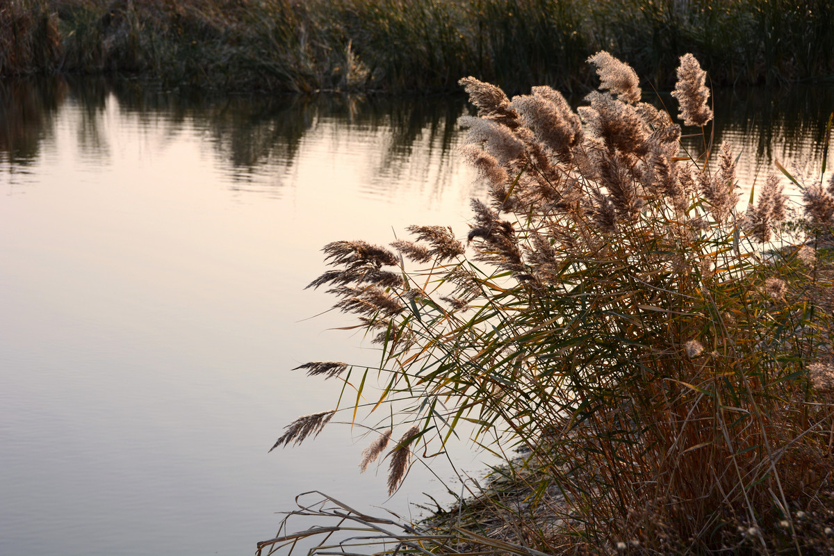 #版主坐堂# [尼康D7100星空(中国)] 2015年12月份部分精华作品总汇