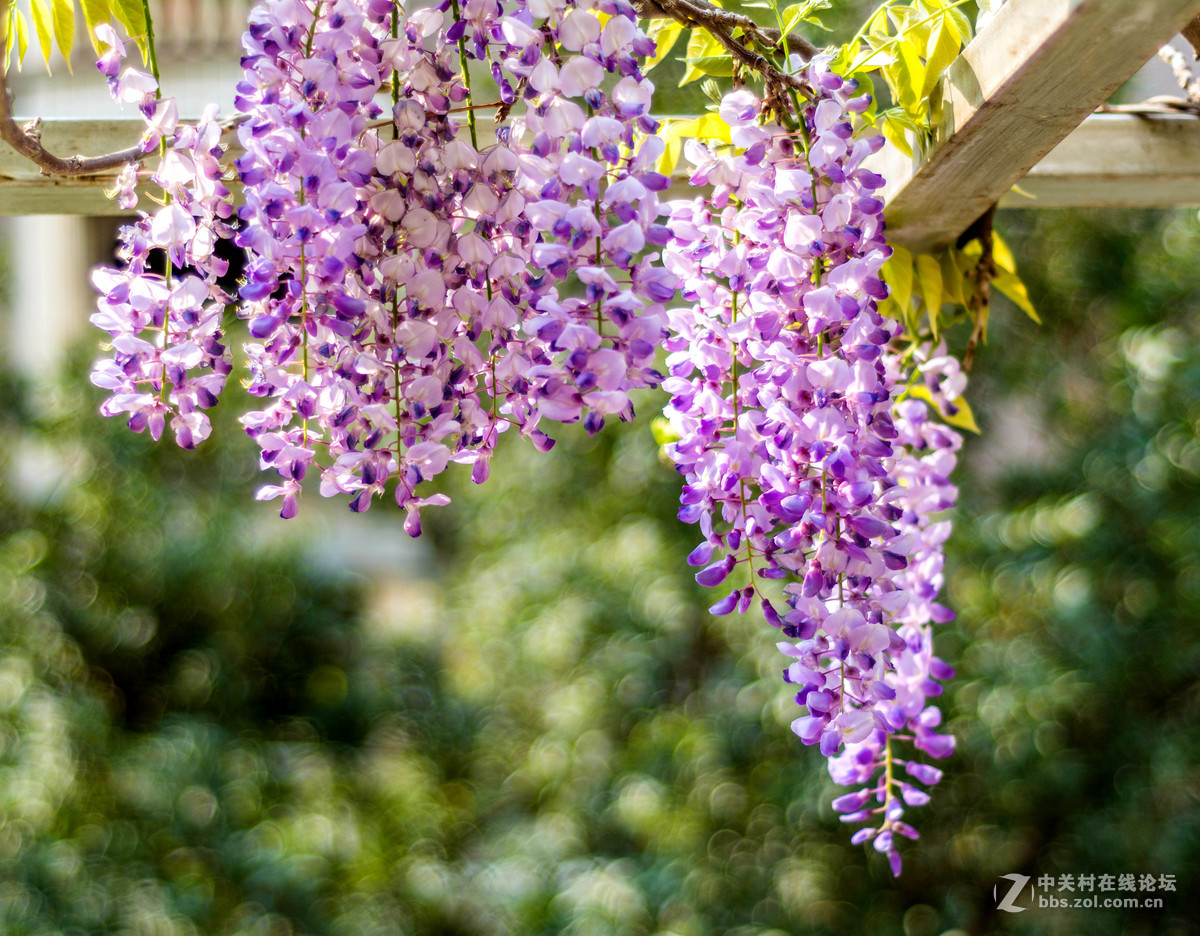 #ZOL月赛-四月物语#——枯藤又逢春