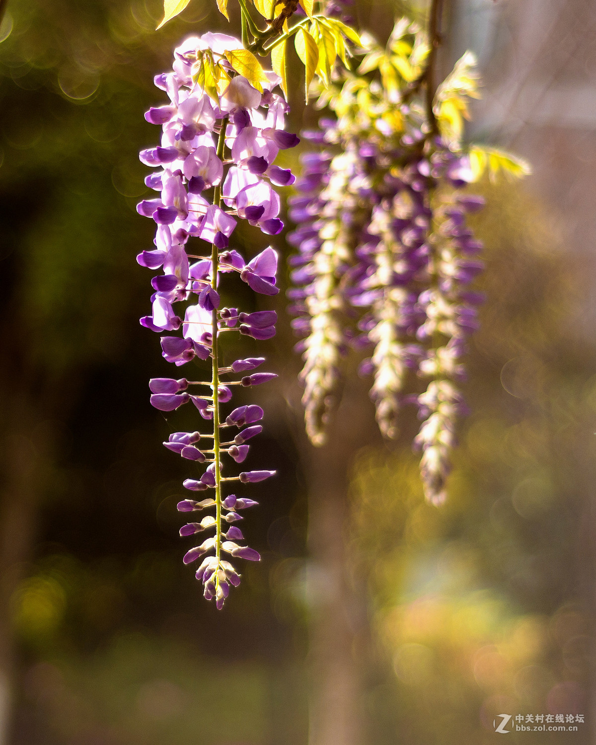 #ZOL月赛-四月物语#——枯藤又逢春