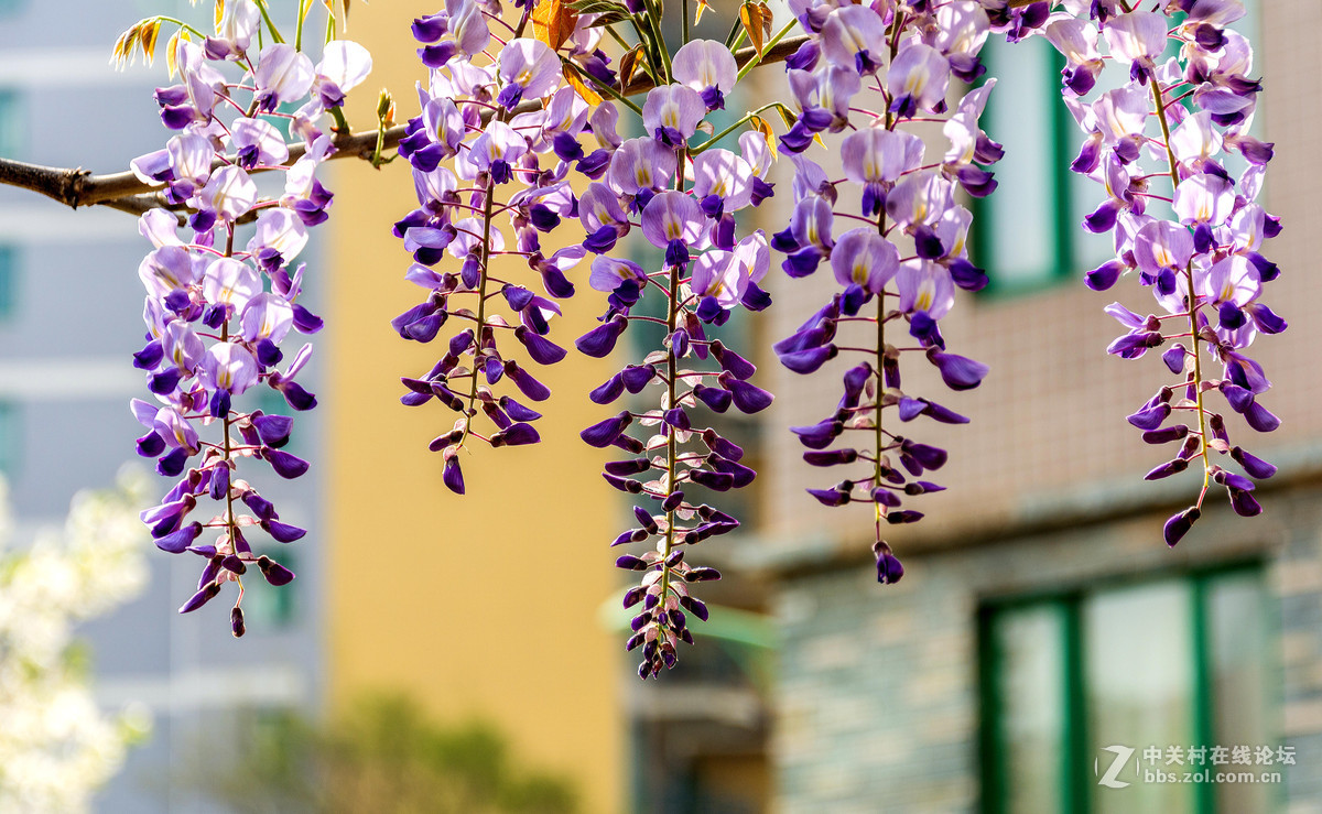 #ZOL月赛-四月物语#——枯藤又逢春