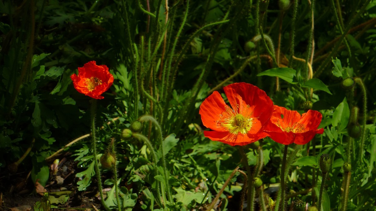 北京植物园小记