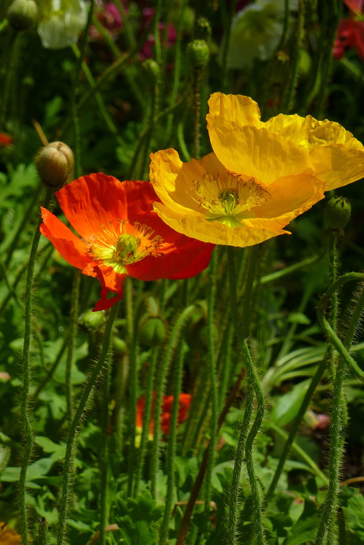 北京植物园小记