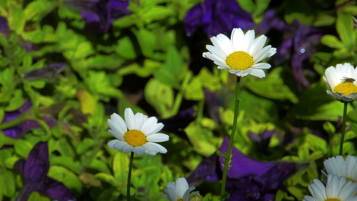 北京植物园小记