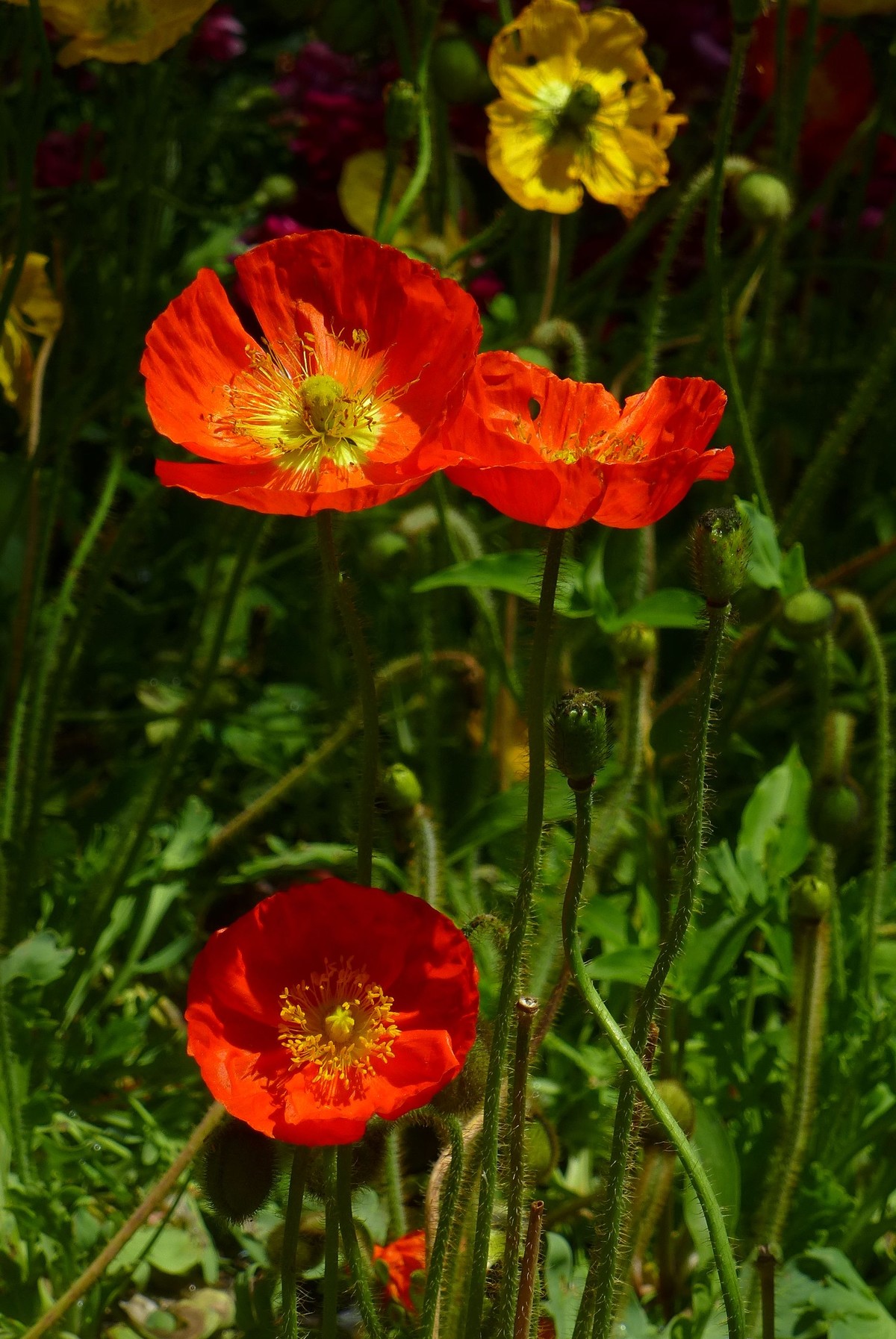 北京植物园小记