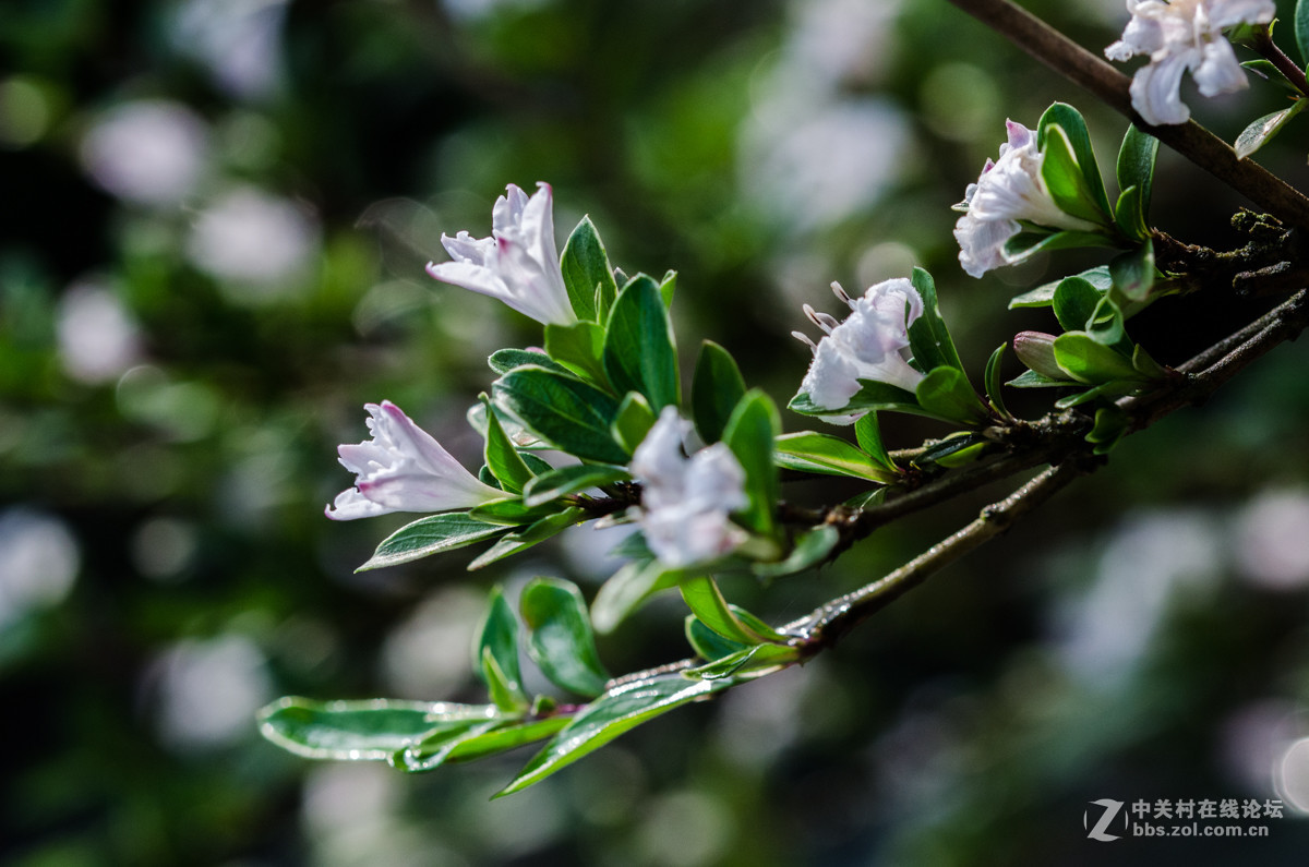 小品数张六月雪