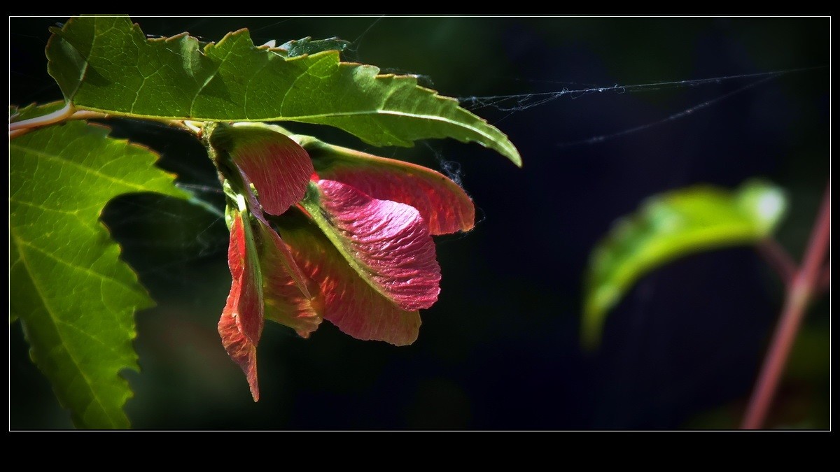 好久未来友坛，今携小帖，略有光影，来友坛交流，请指导。
