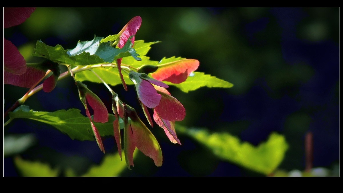 好久未来友坛，今携小帖，略有光影，来友坛交流，请指导。
