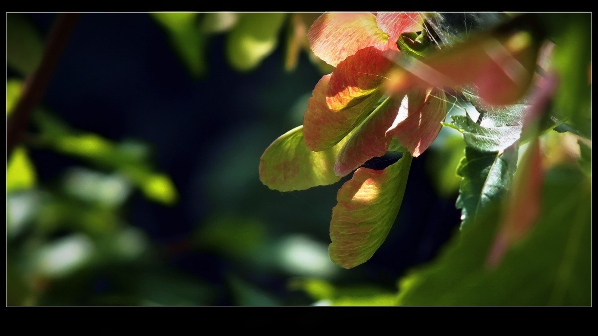 好久未来友坛，今携小帖，略有光影，来友坛交流，请指导。