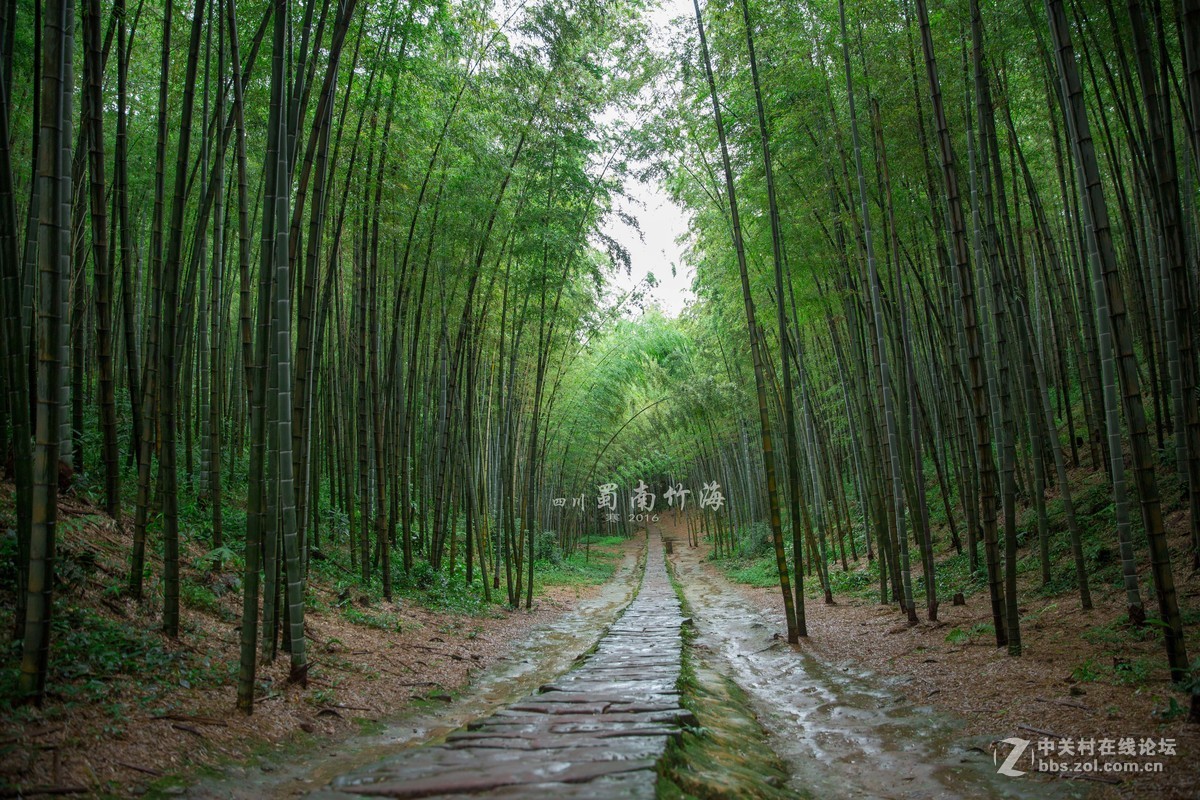 四川-蜀南竹海-中关村在线摄影论坛
