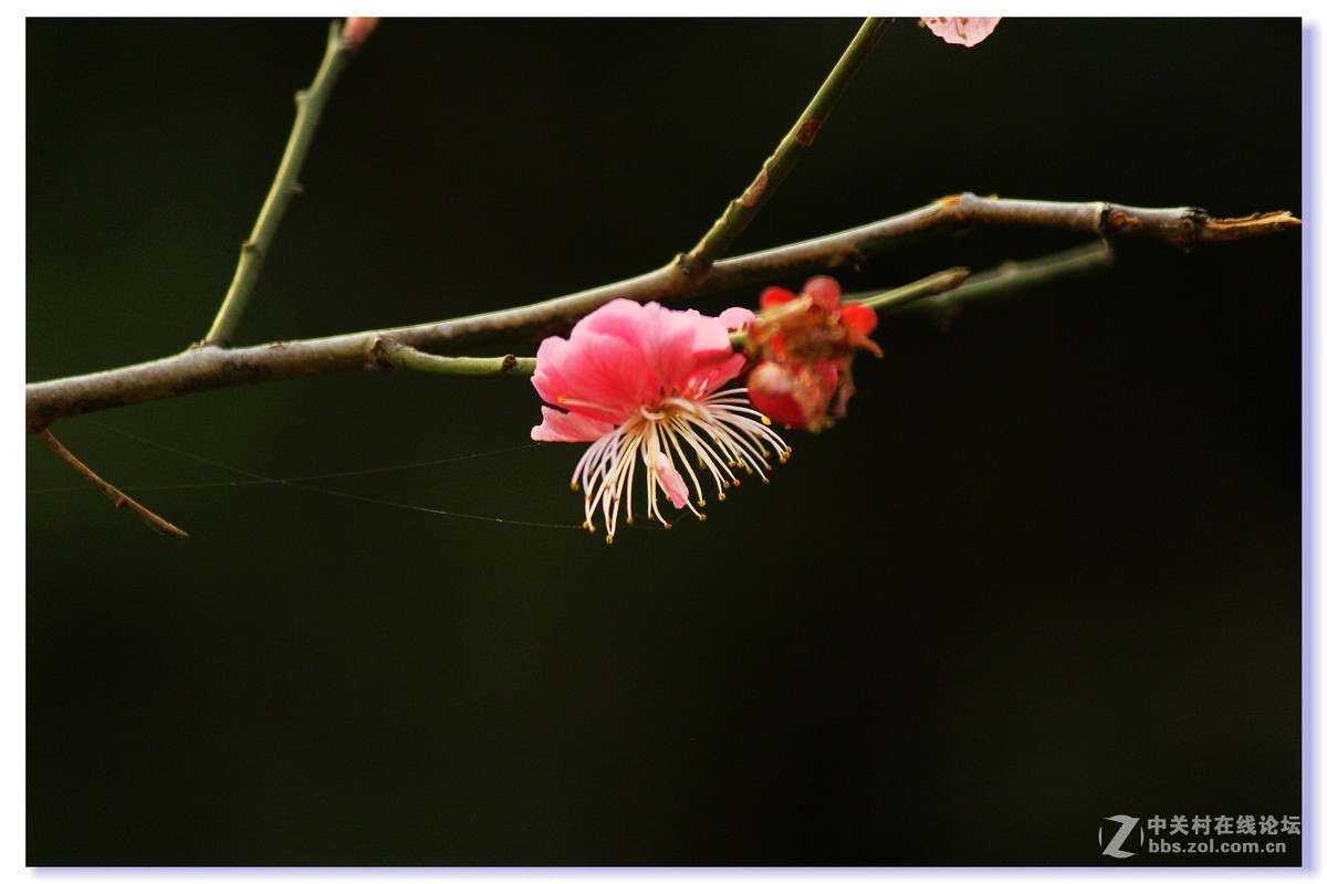 #ZOL月赛-三月风光无限好# 红梅朵朵开