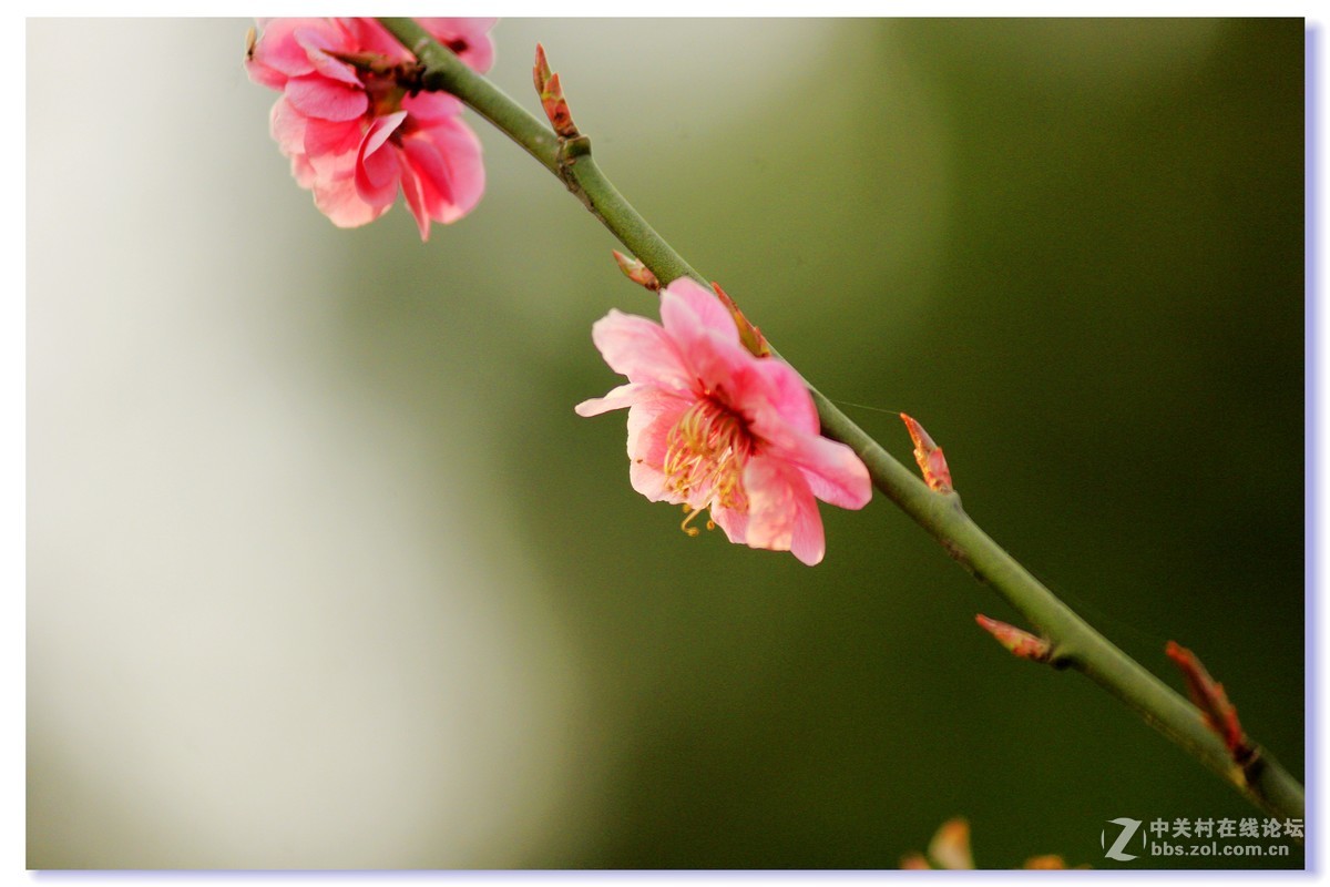 #ZOL月赛-三月风光无限好# 红梅朵朵开