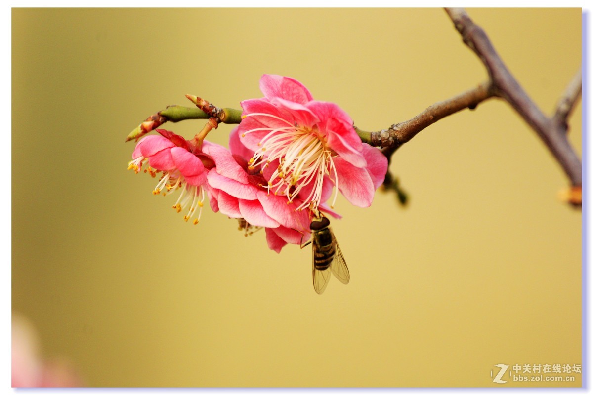#ZOL月赛-三月风光无限好# 红梅朵朵开