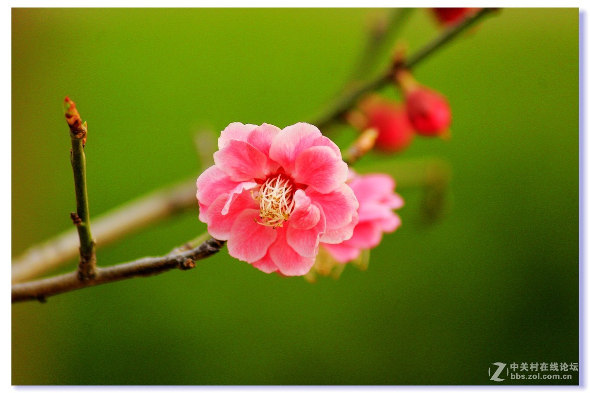 #ZOL月赛-三月风光无限好# 红梅朵朵开