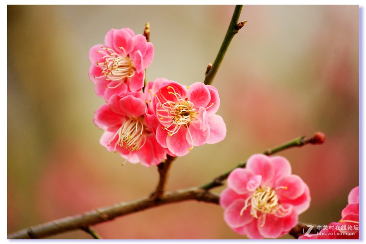 #ZOL月赛-三月风光无限好# 红梅朵朵开