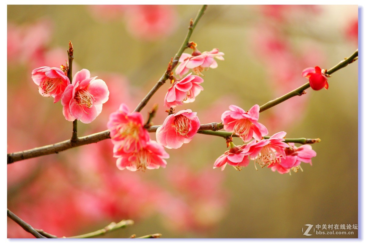 #ZOL月赛-三月风光无限好# 红梅朵朵开