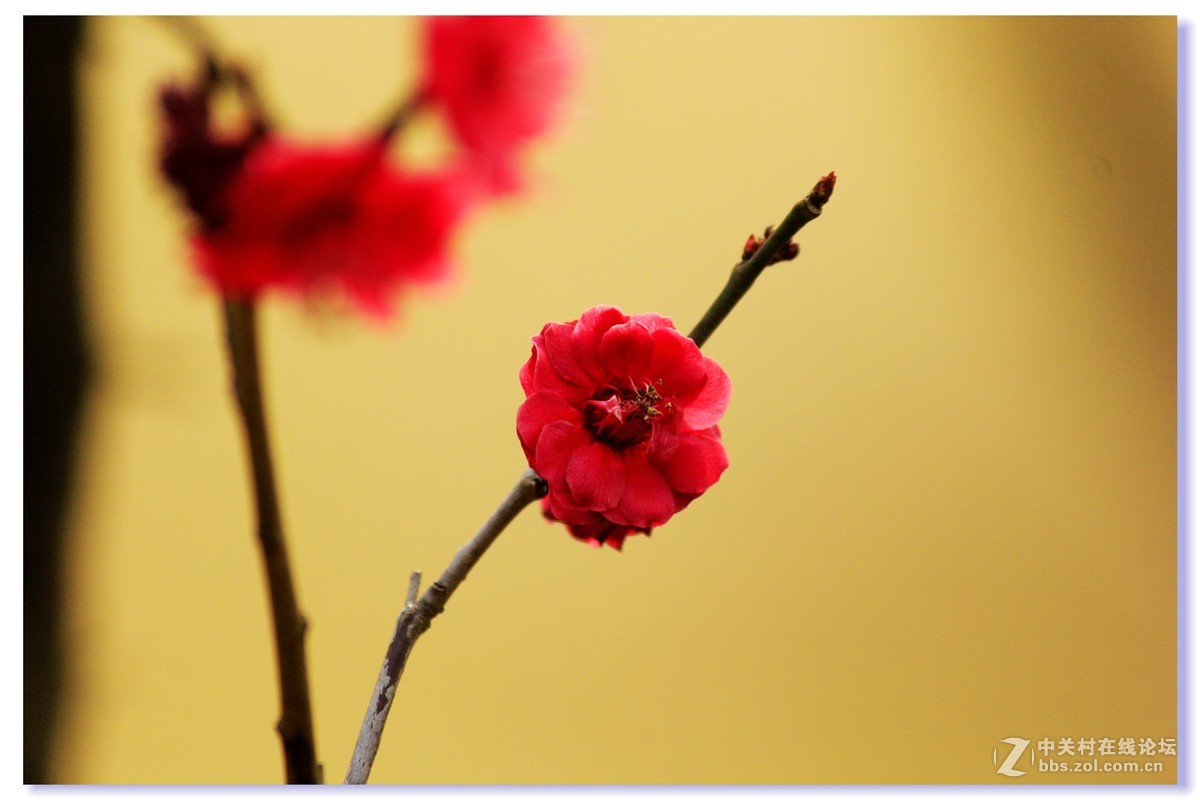 #ZOL月赛-三月风光无限好# 红梅朵朵开