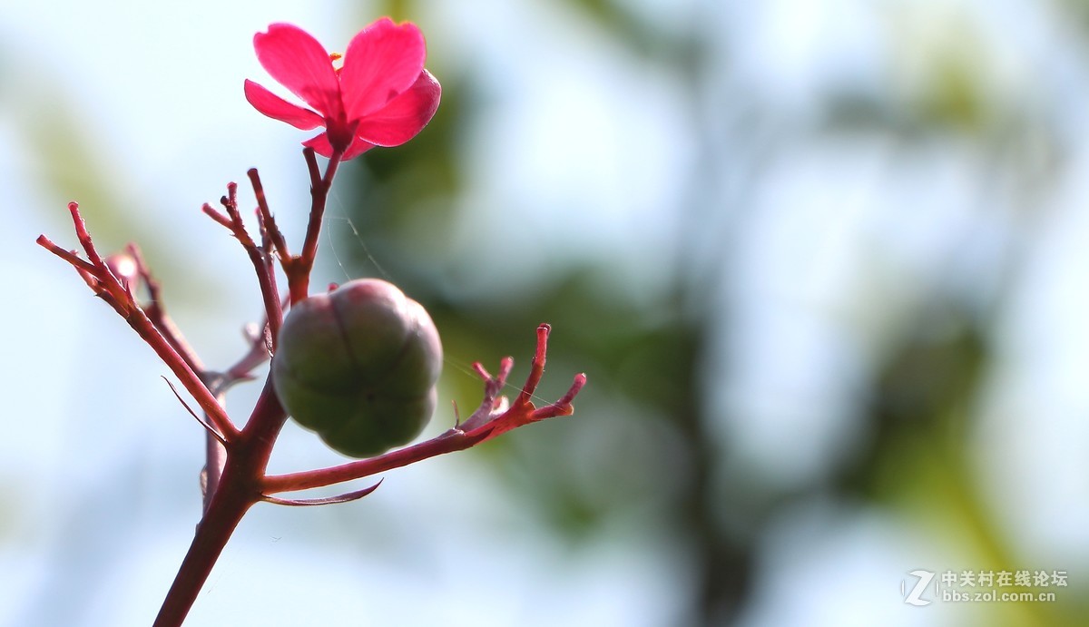 一组小红花几朵野杜鹃火凤凰红似火春天的公园春的气息