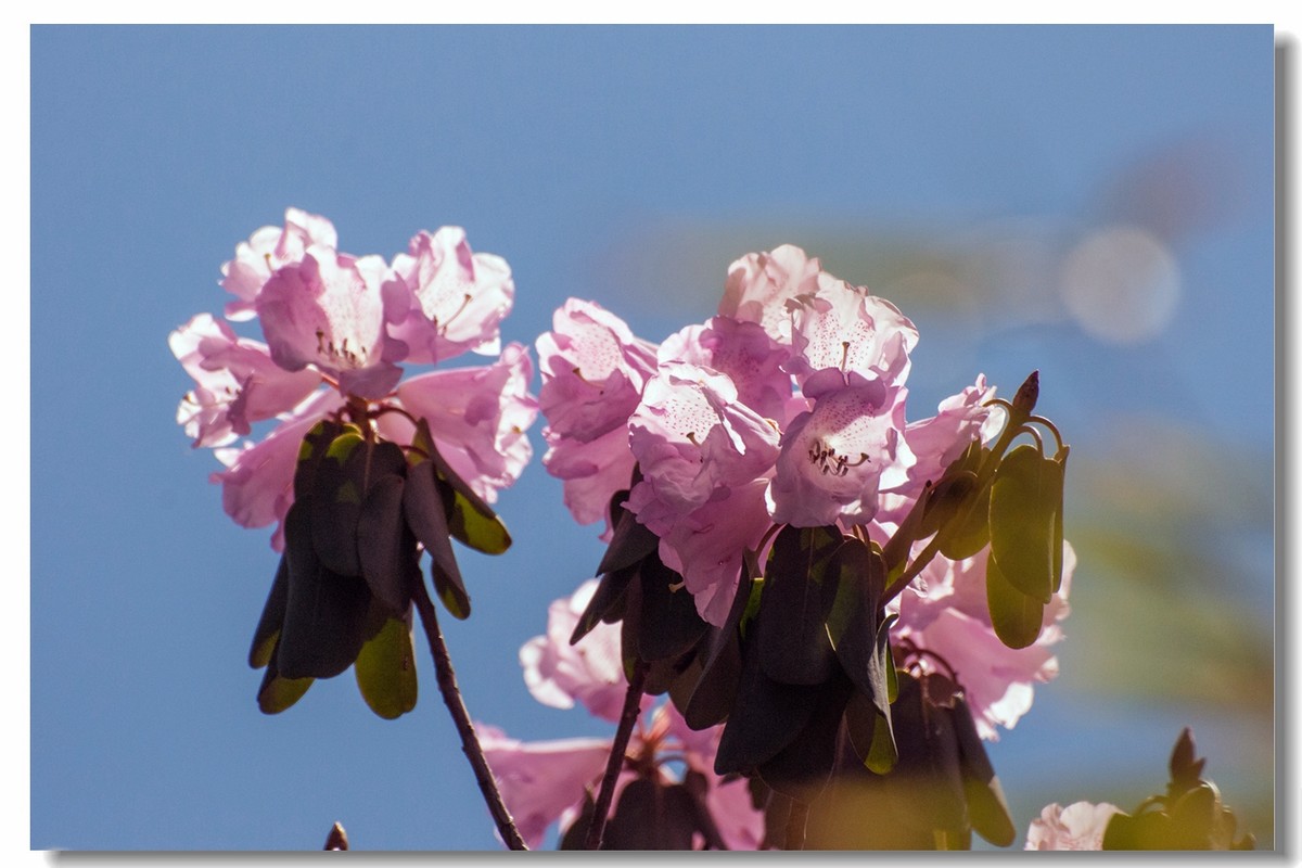 高山上的花一一神农桇杜鹃