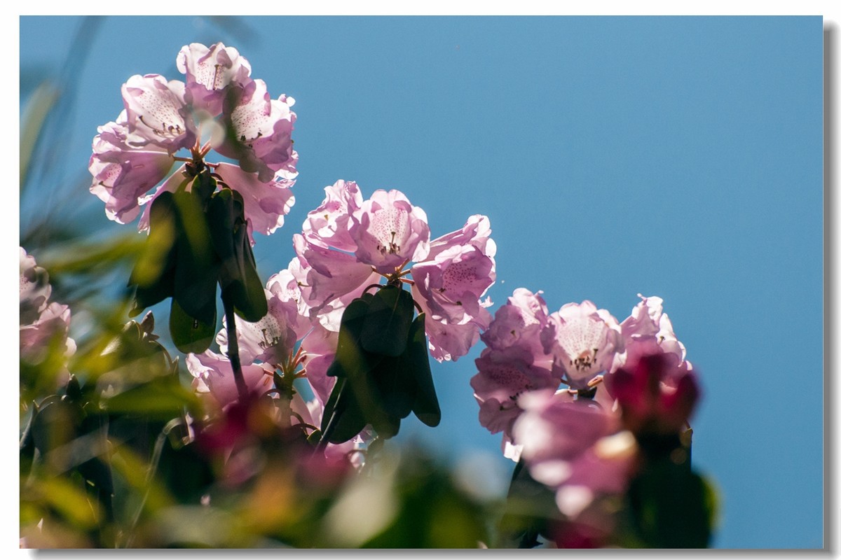 高山上的花一一神农桇杜鹃
