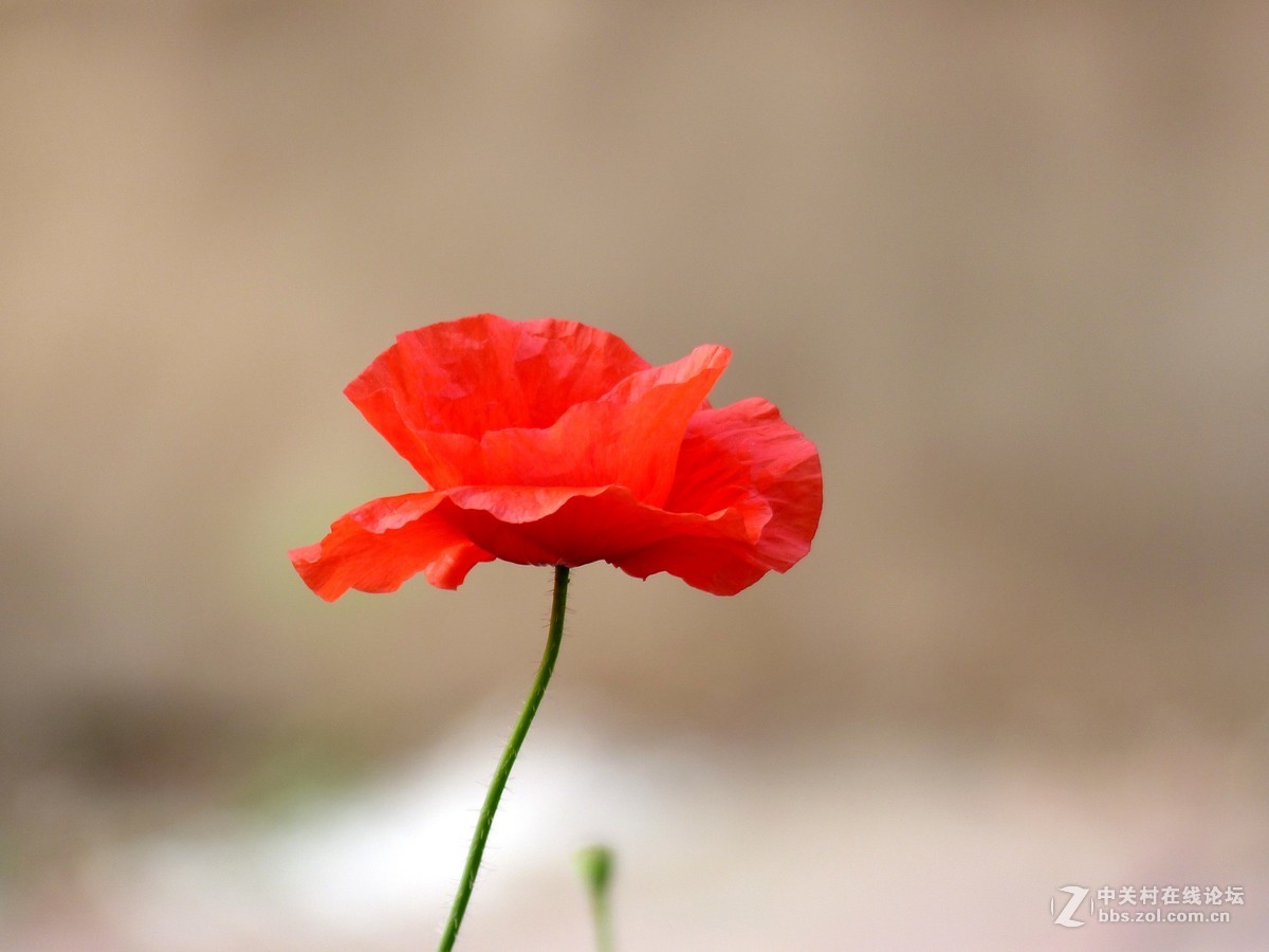 散步随拍39（虞美人小景5），请多多指教。