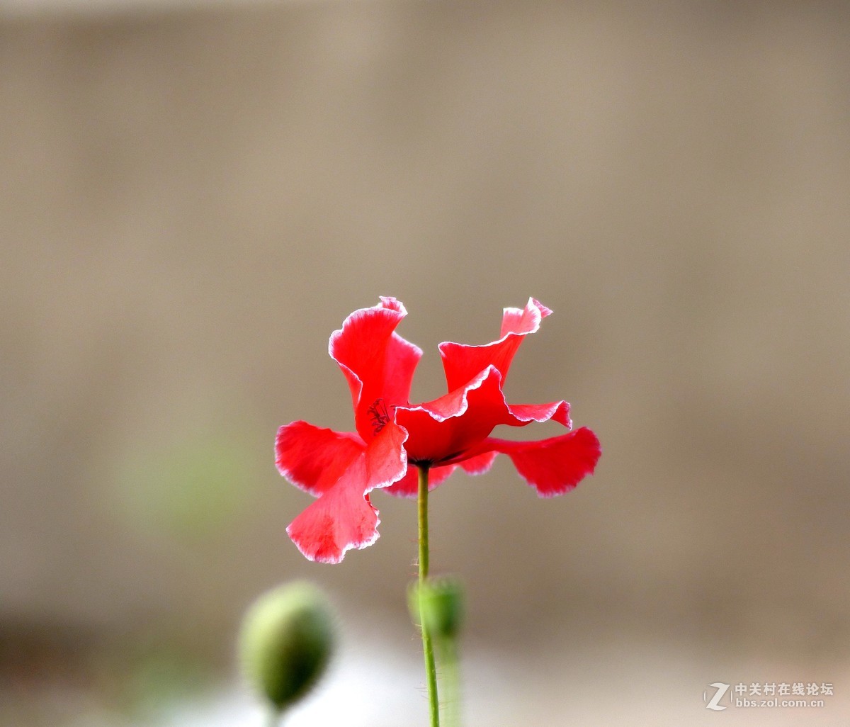 散步随拍39（虞美人小景5），请多多指教。