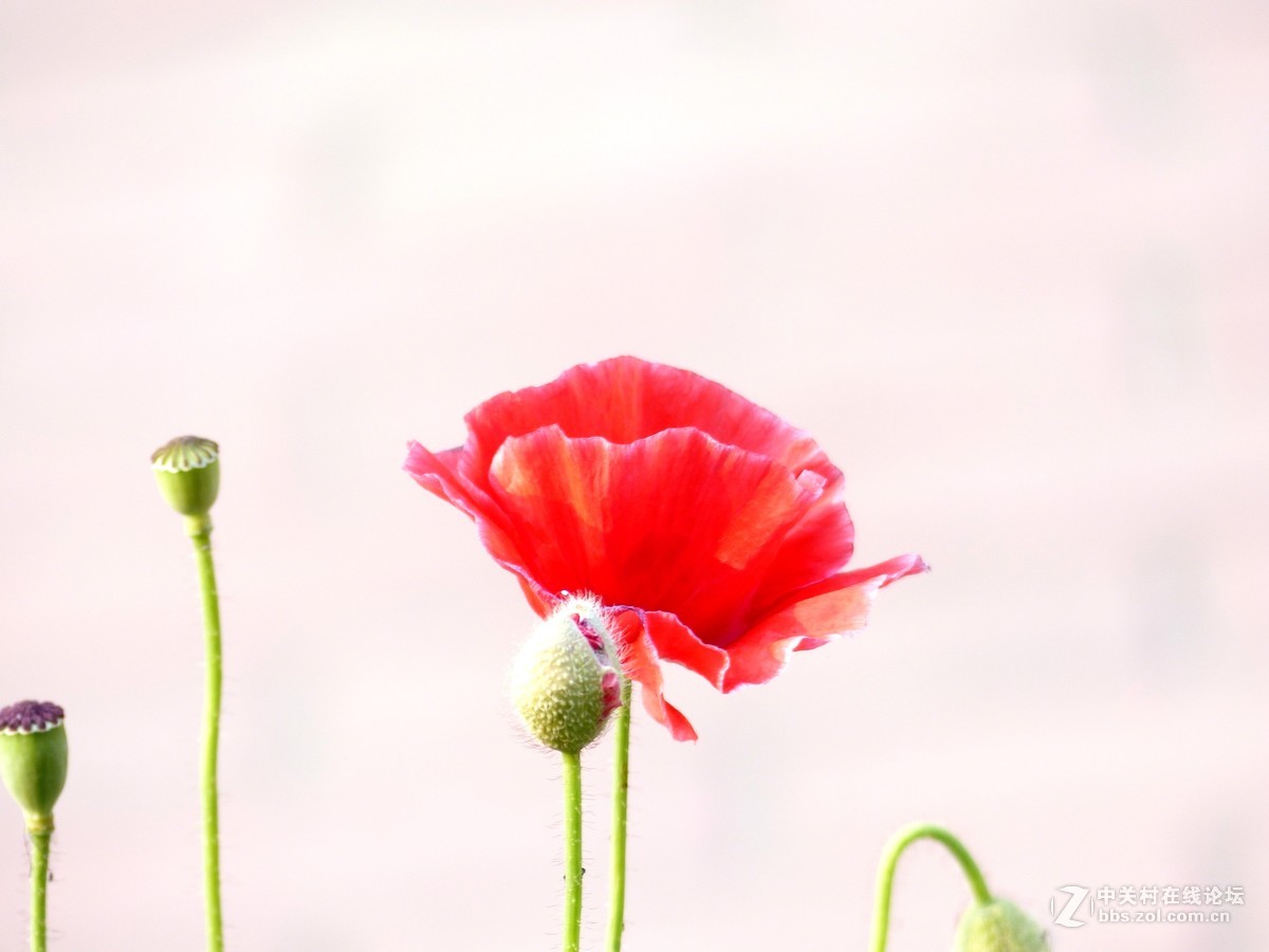 散步随拍39（虞美人小景5），请多多指教。