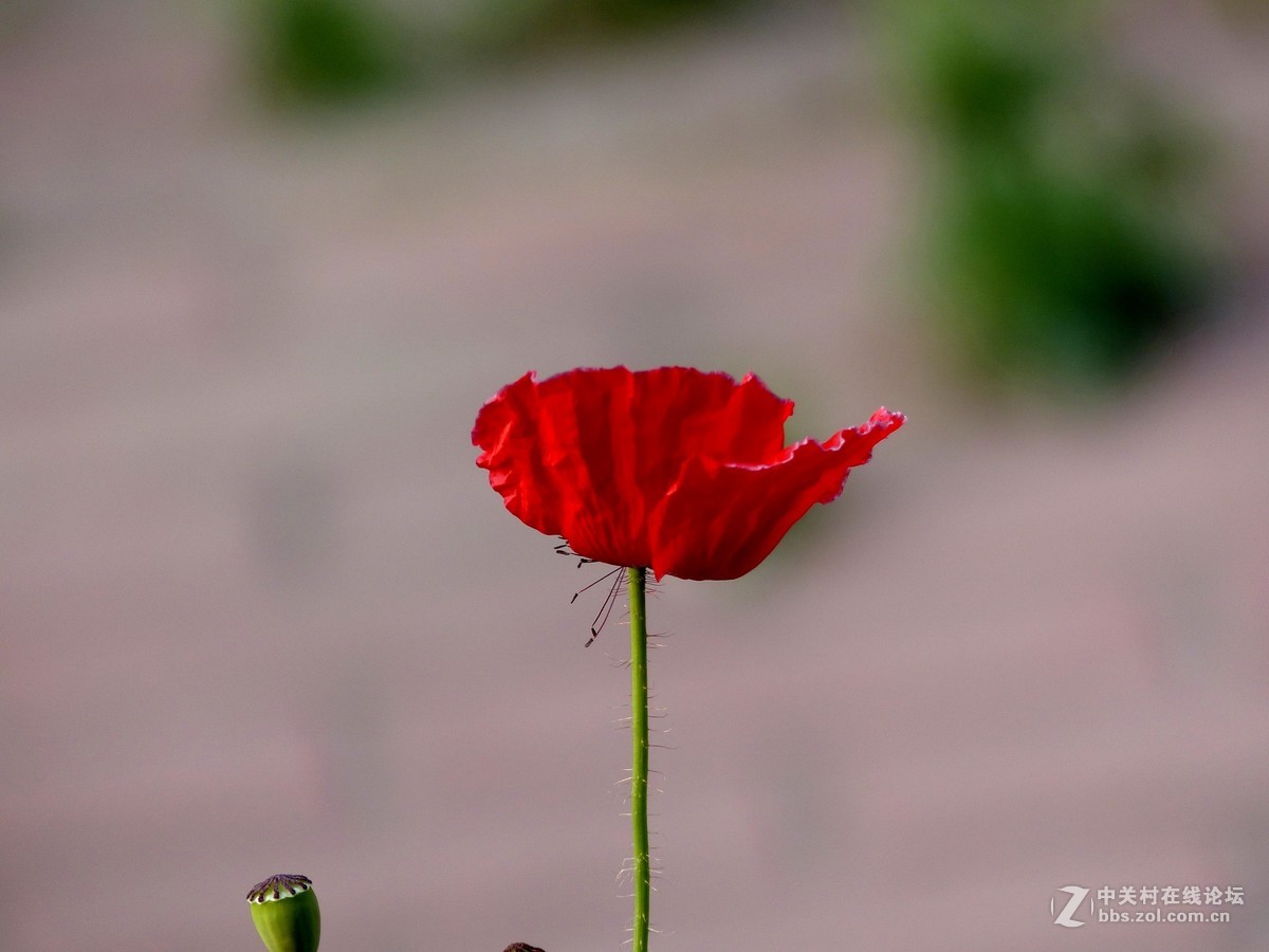 散步随拍39（虞美人小景5），请多多指教。