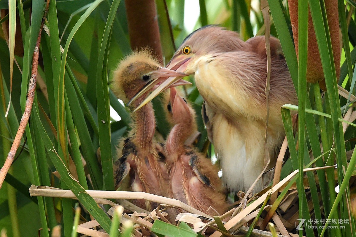 动物素材设计翠绿大树上的鸟巢里有两只幼鸟张着嘴等待着成鸟的食物