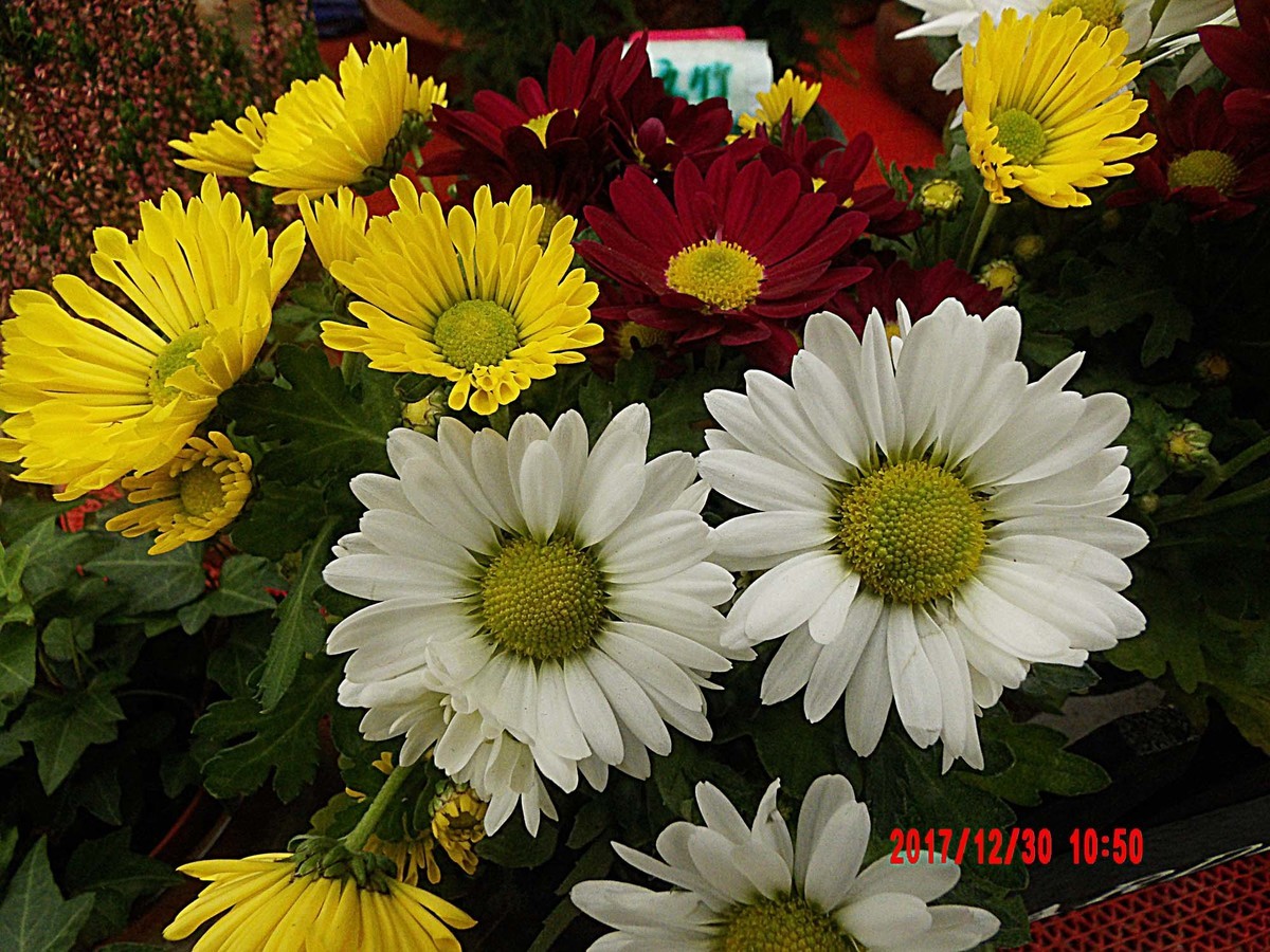 【AZ901】新年赏花——白