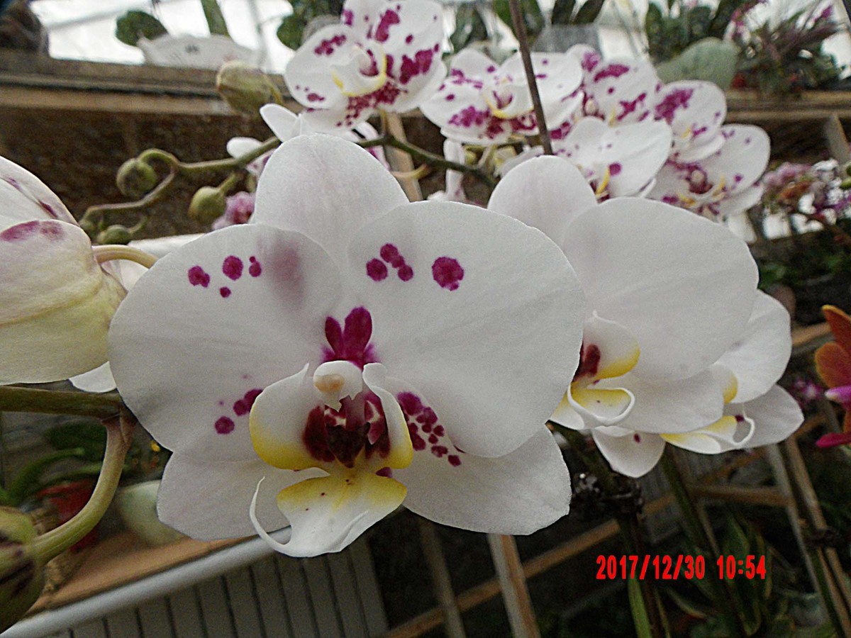 【AZ901】新年赏花——白