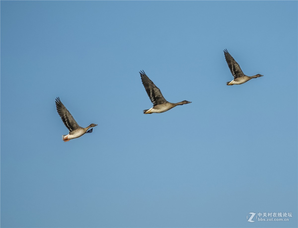 海日苏稻田里的大雁