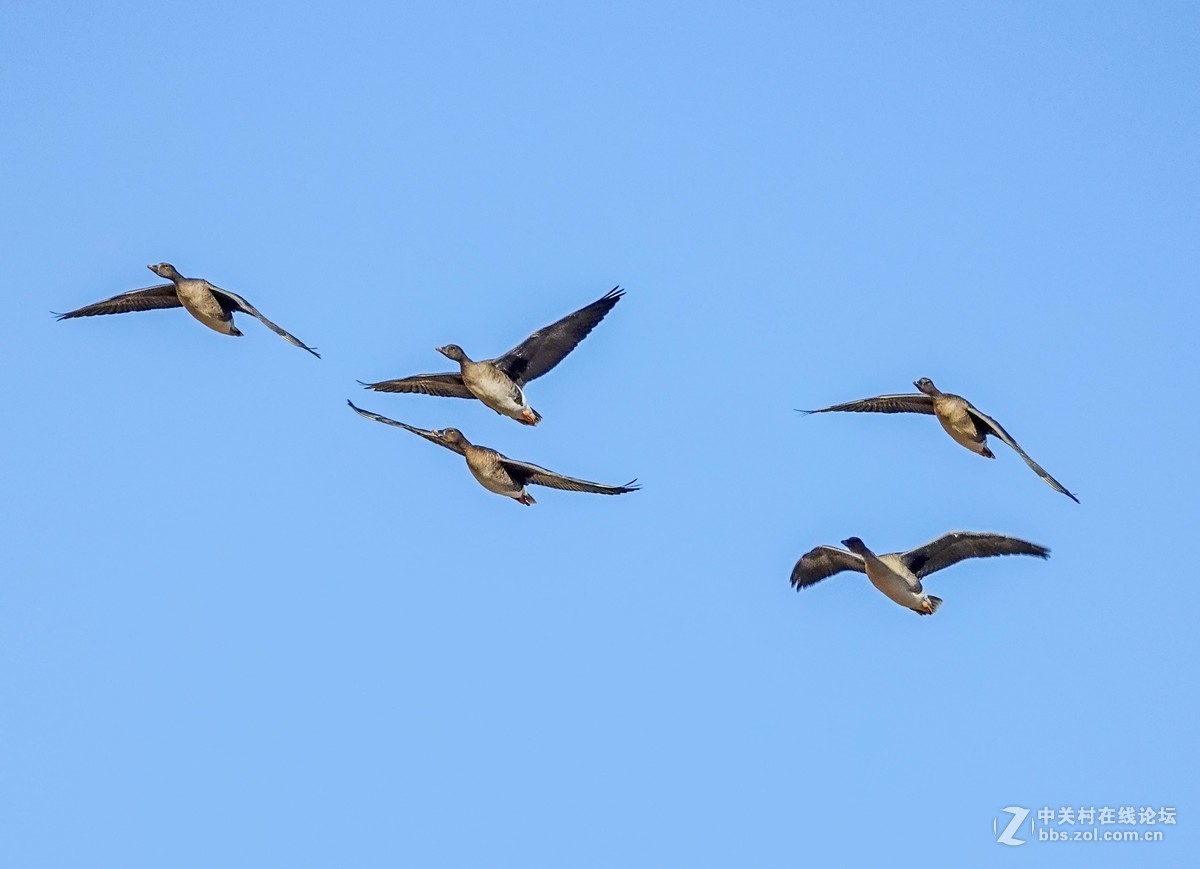 海日苏稻田里的大雁